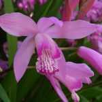 Plant your Bletillas