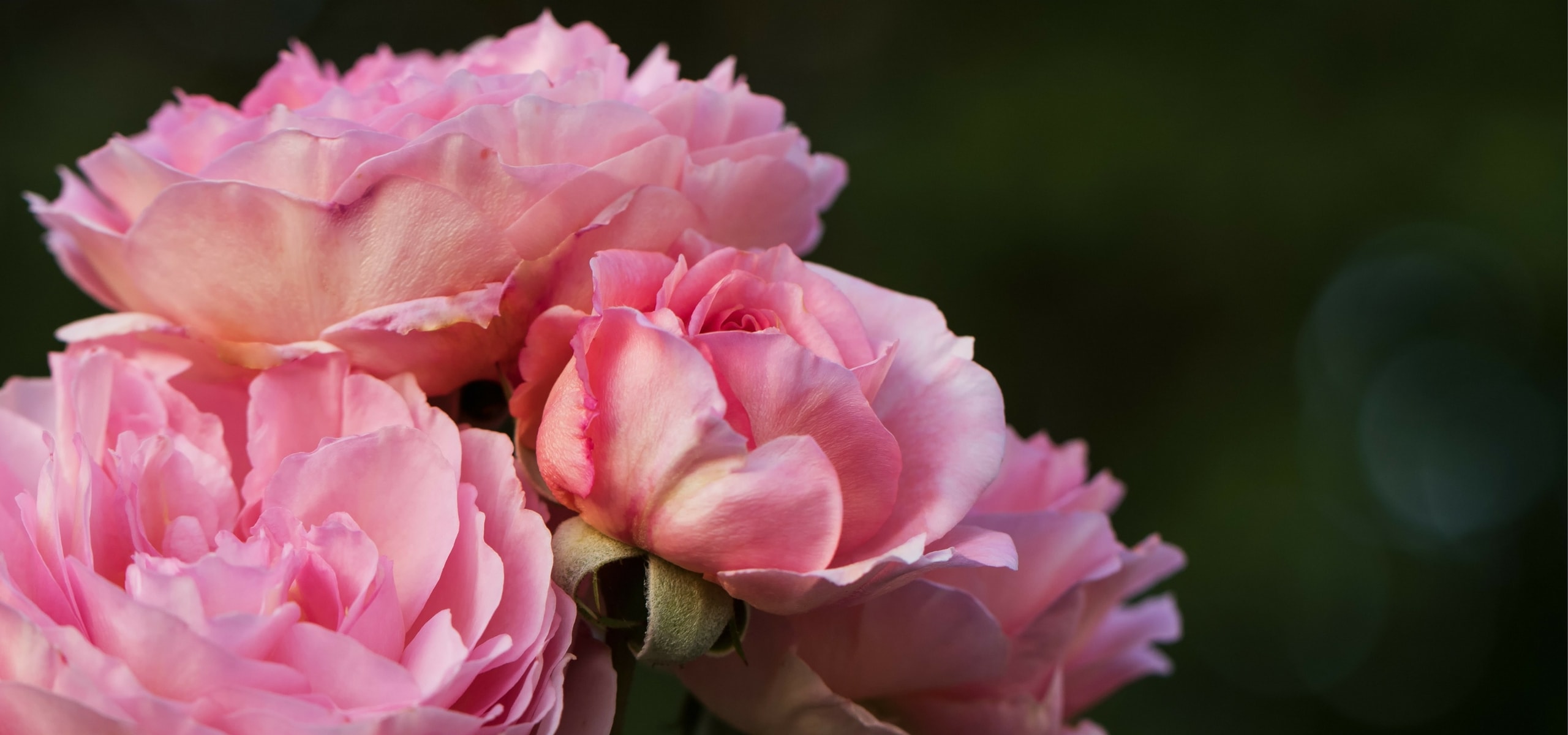 Roses: succeed them when planting in pots and in bare roots