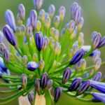 Agapanthus: how to plant them