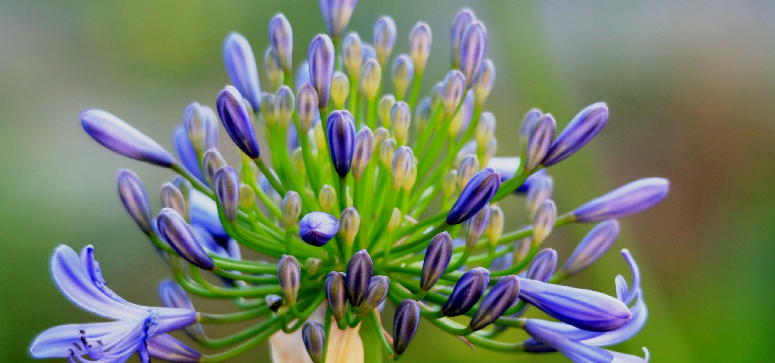 Agapanthus: how to plant them