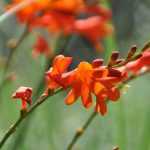 Plant hardy bulbs for summer flowering