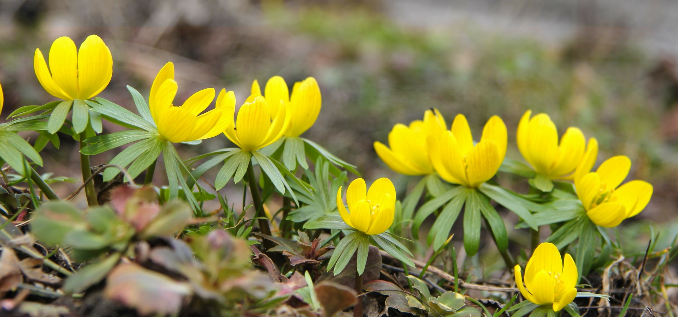 Planting spring-flowering bulbs