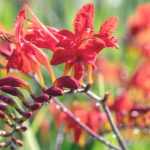 Planting Crocosmias