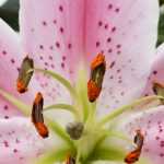Plant and cultivate Lilies