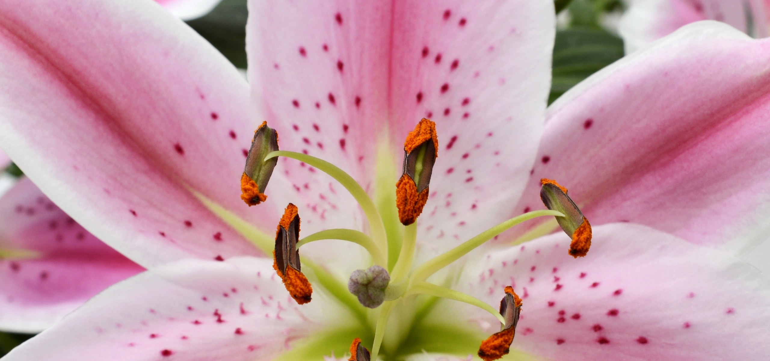 Plant and cultivate Lilies