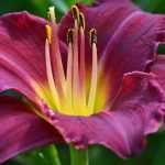 Daylilies: how to plant them