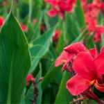 Planting summer flowering bulbs