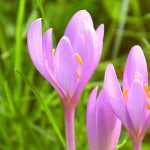 Plant young plants of Colchicum