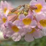 Planting Incarvilleas