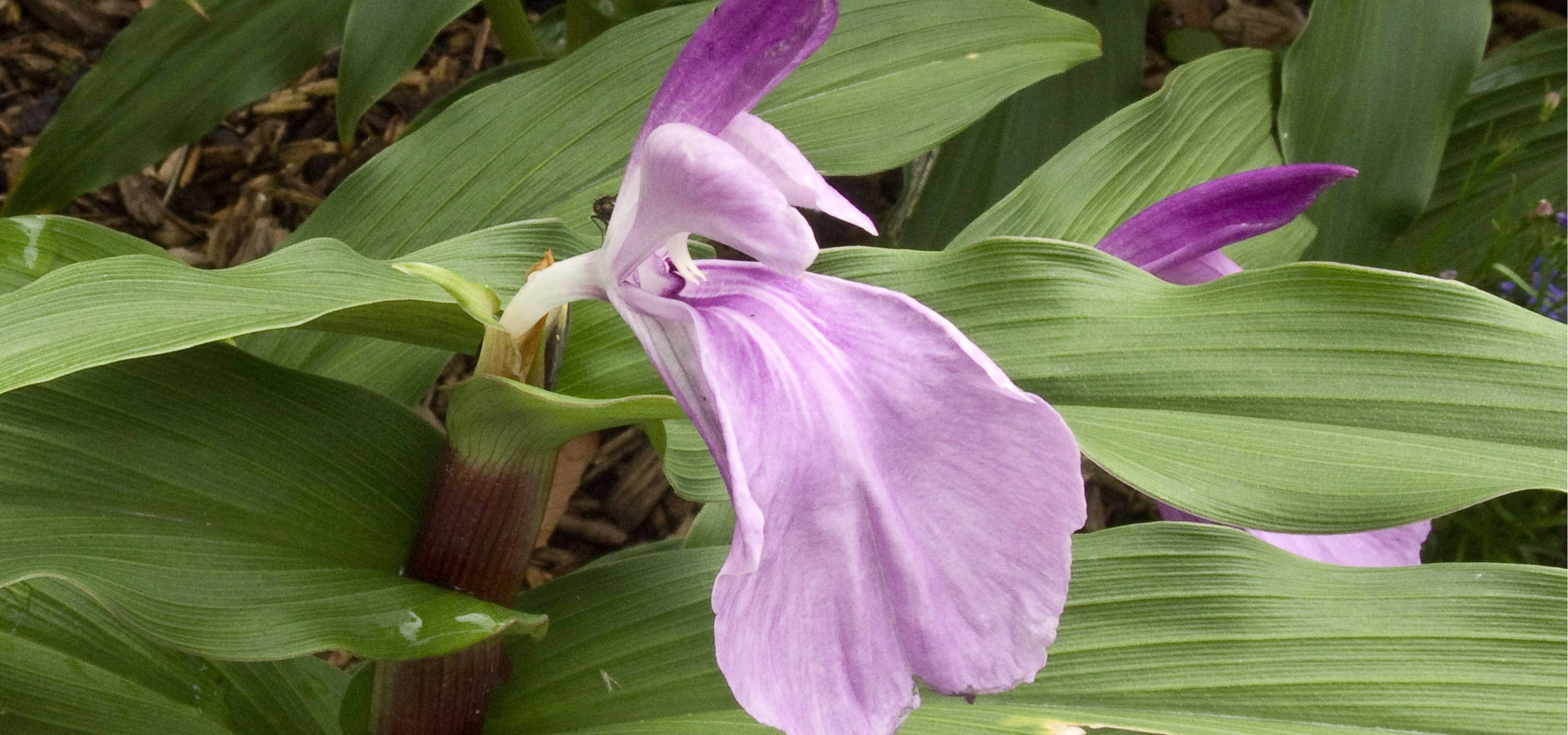 Planting Roscoea
