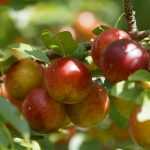 How to plant a fruit tree?