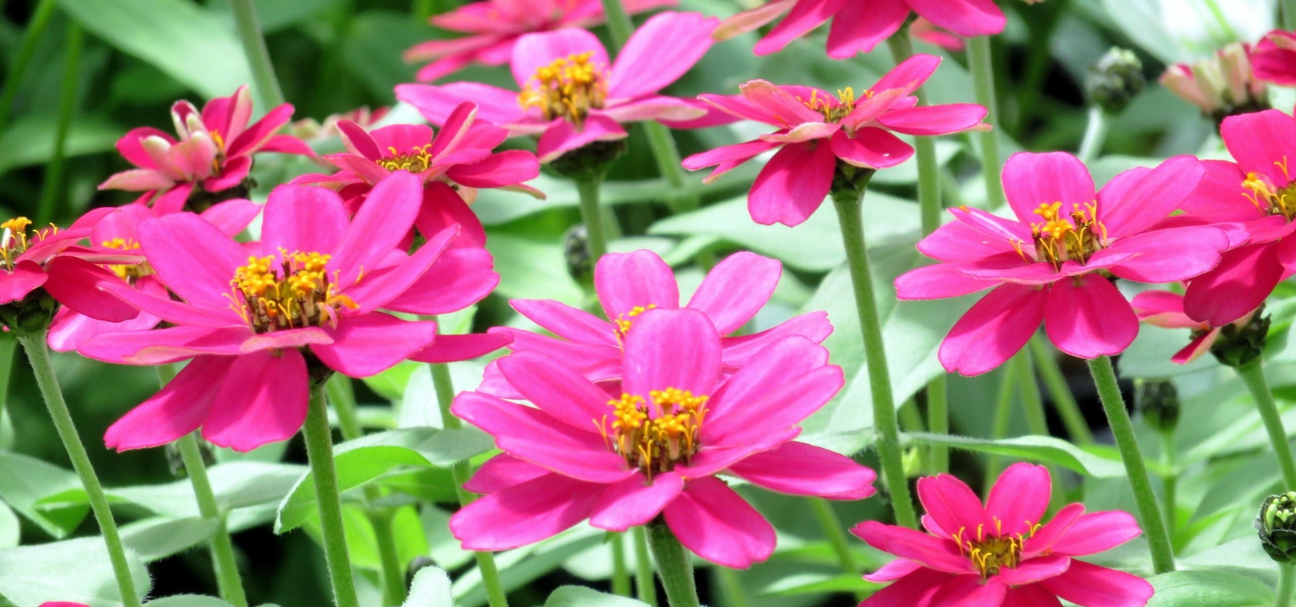 Annual plants: how to plant and care for them