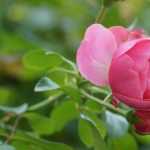 Rosier en pochettes de tourbe ou en racines nues