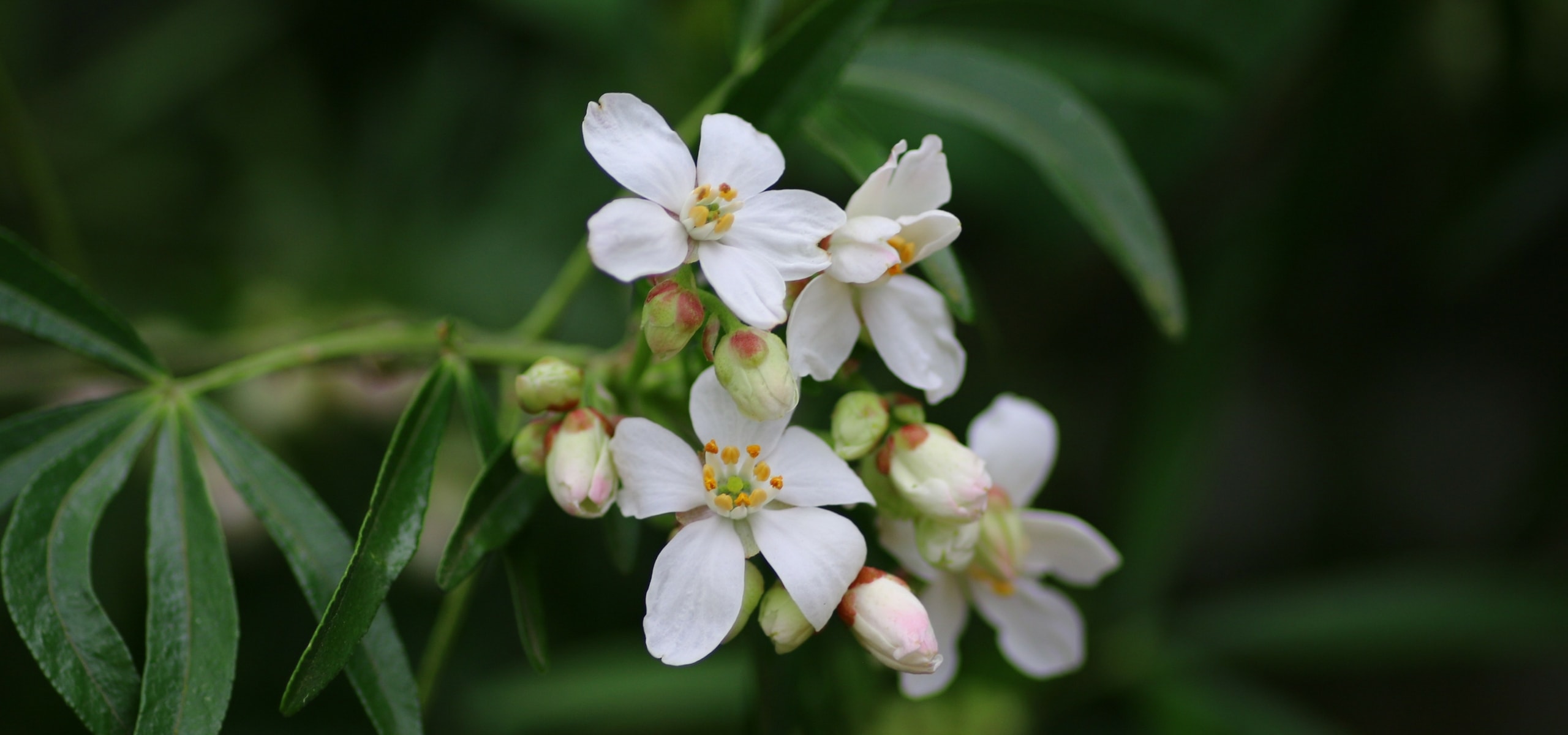 Be attentive to evergreen bushes