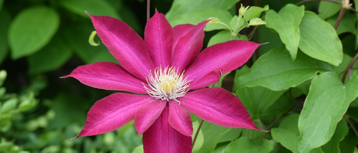 How to successfully combine your clematis?