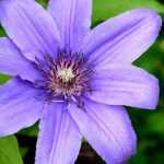 How to plant clematis?