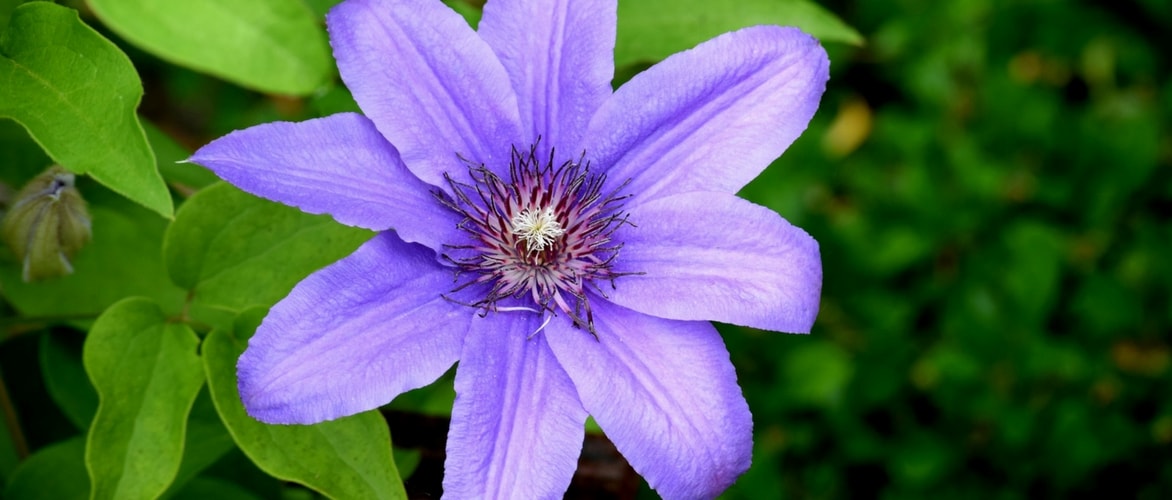 How to plant clematis?