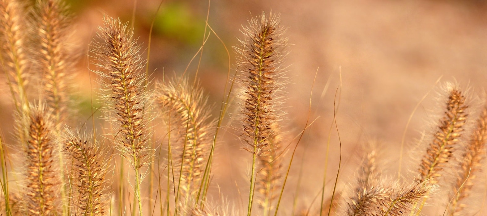 How to Plant Grasses