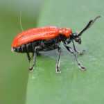 Lily beetle: dealing with attacks