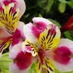 Succeed with your Alstroemeria