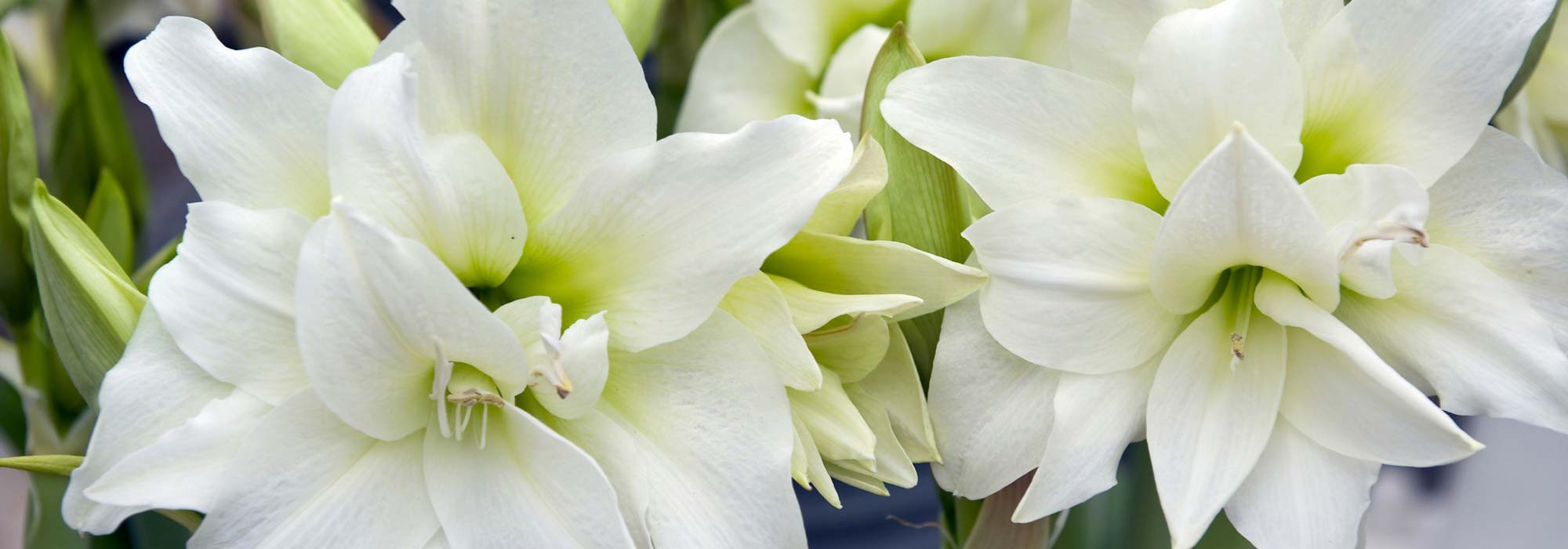 Planting an amaryllis in a pot for indoors