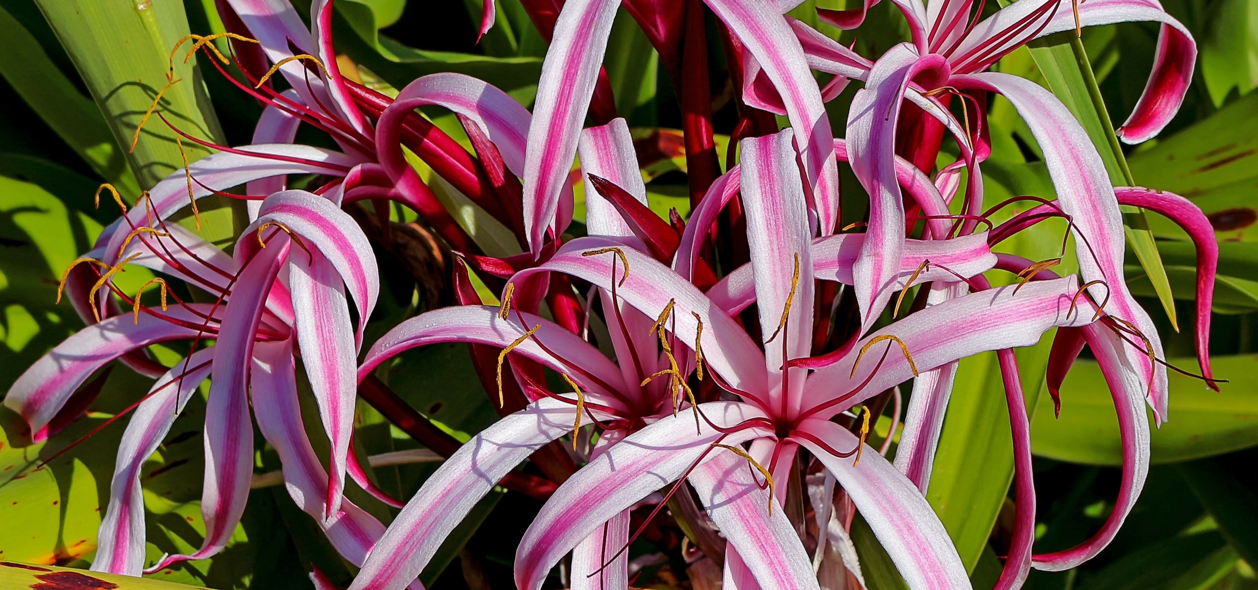 Planting Amaryllis and Crinums