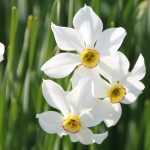 Planting spring bulbs late