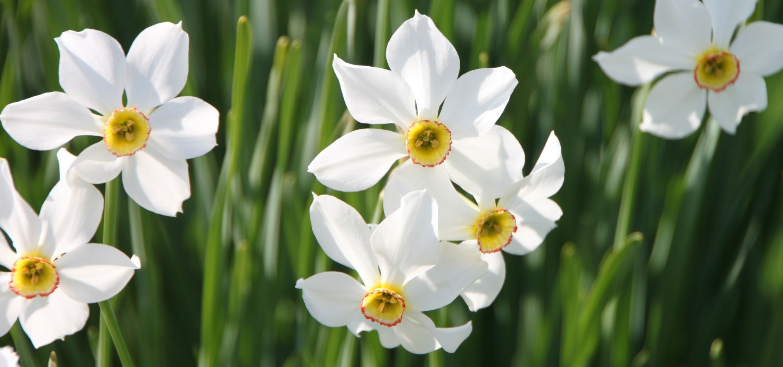 Spring flowering bulbs: how to plant them
