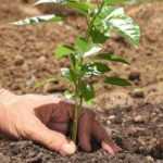 Tips for planting in the summer