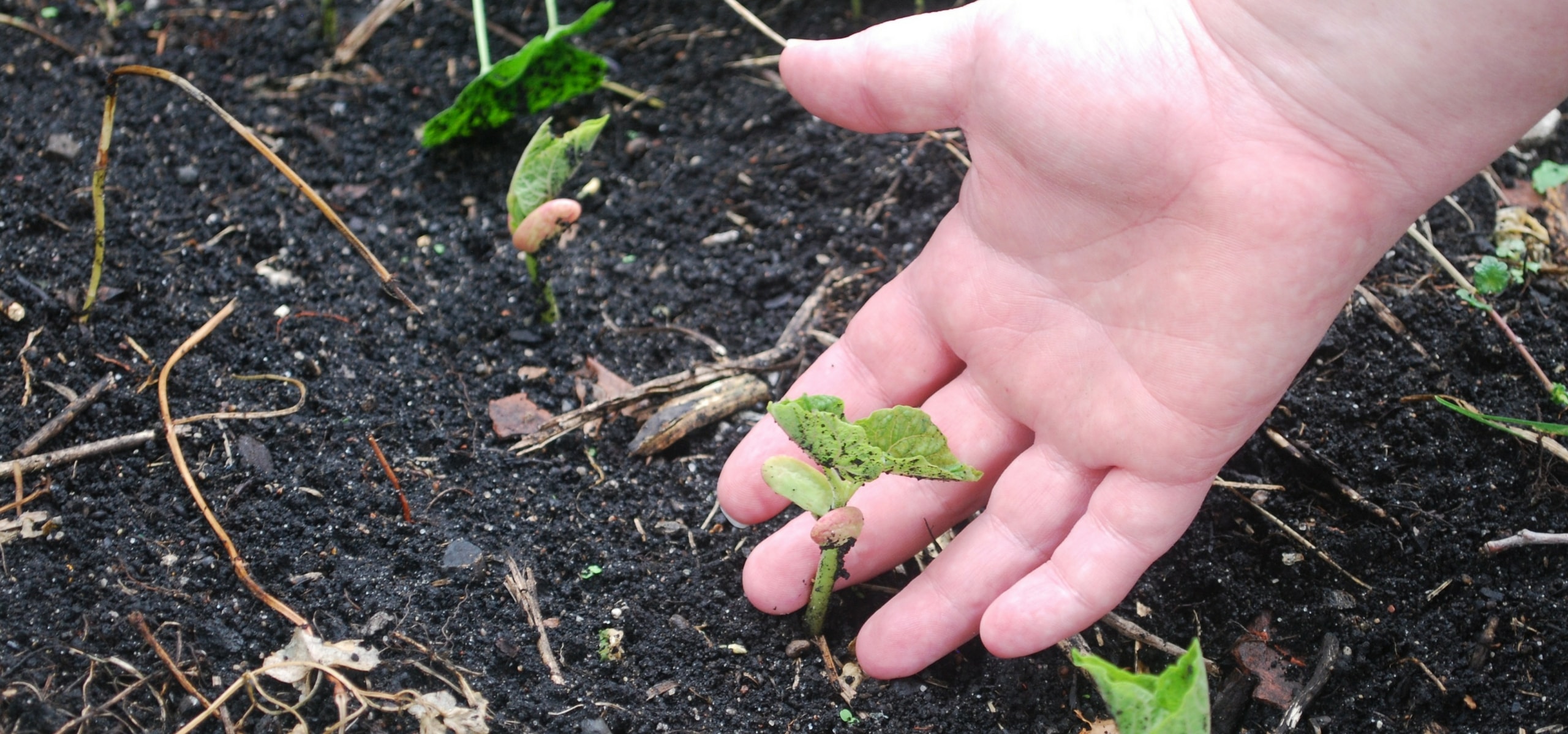 Sowing vegetable seeds