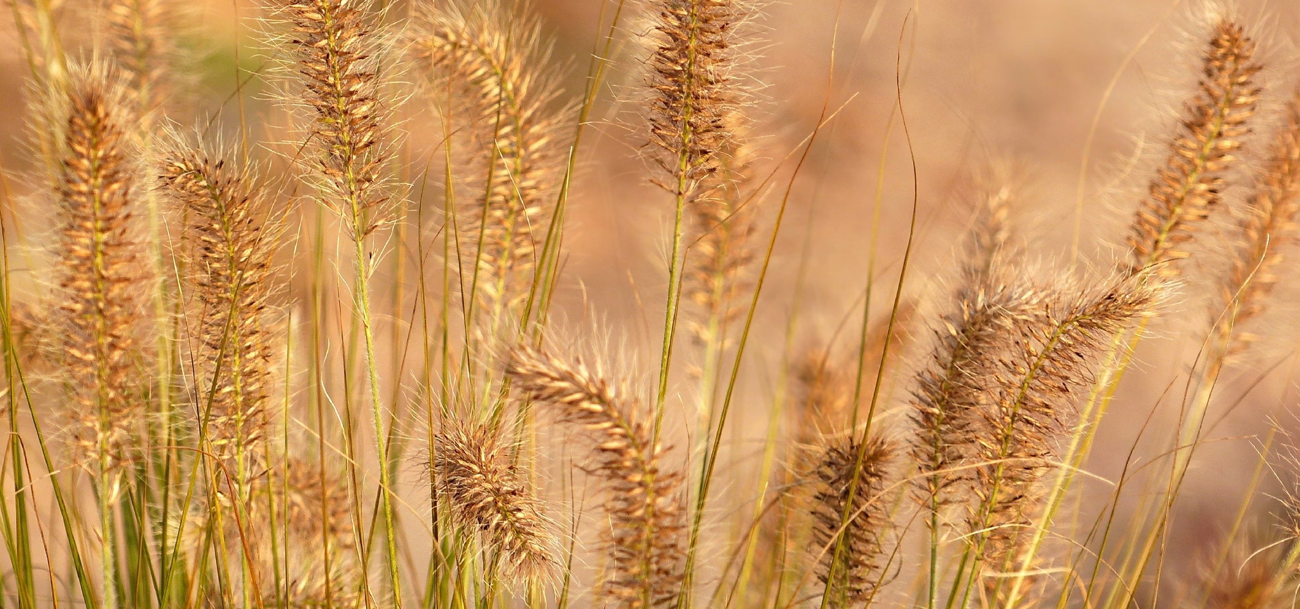 Pruning grasses