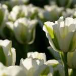 How to care for tulips after flowering to prolong their life?
