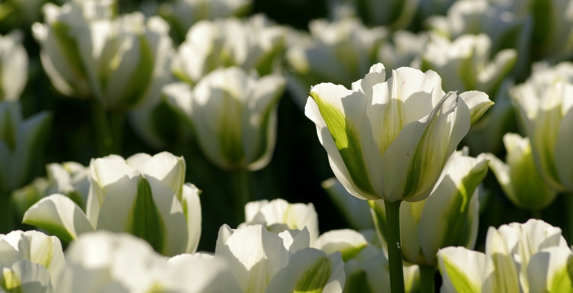 How to care for tulips after flowering to prolong their life?