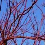 Pruning cornus to maintain their colours