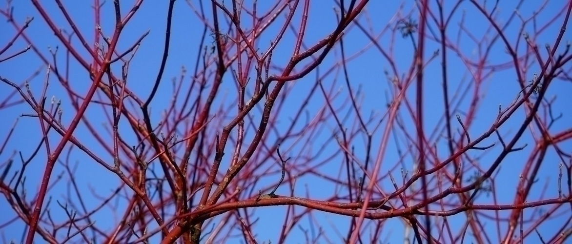 Pruning cornus to maintain their colours