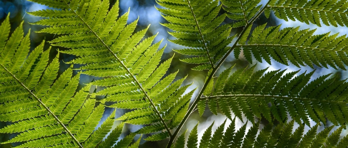 Planting arborescent ferns