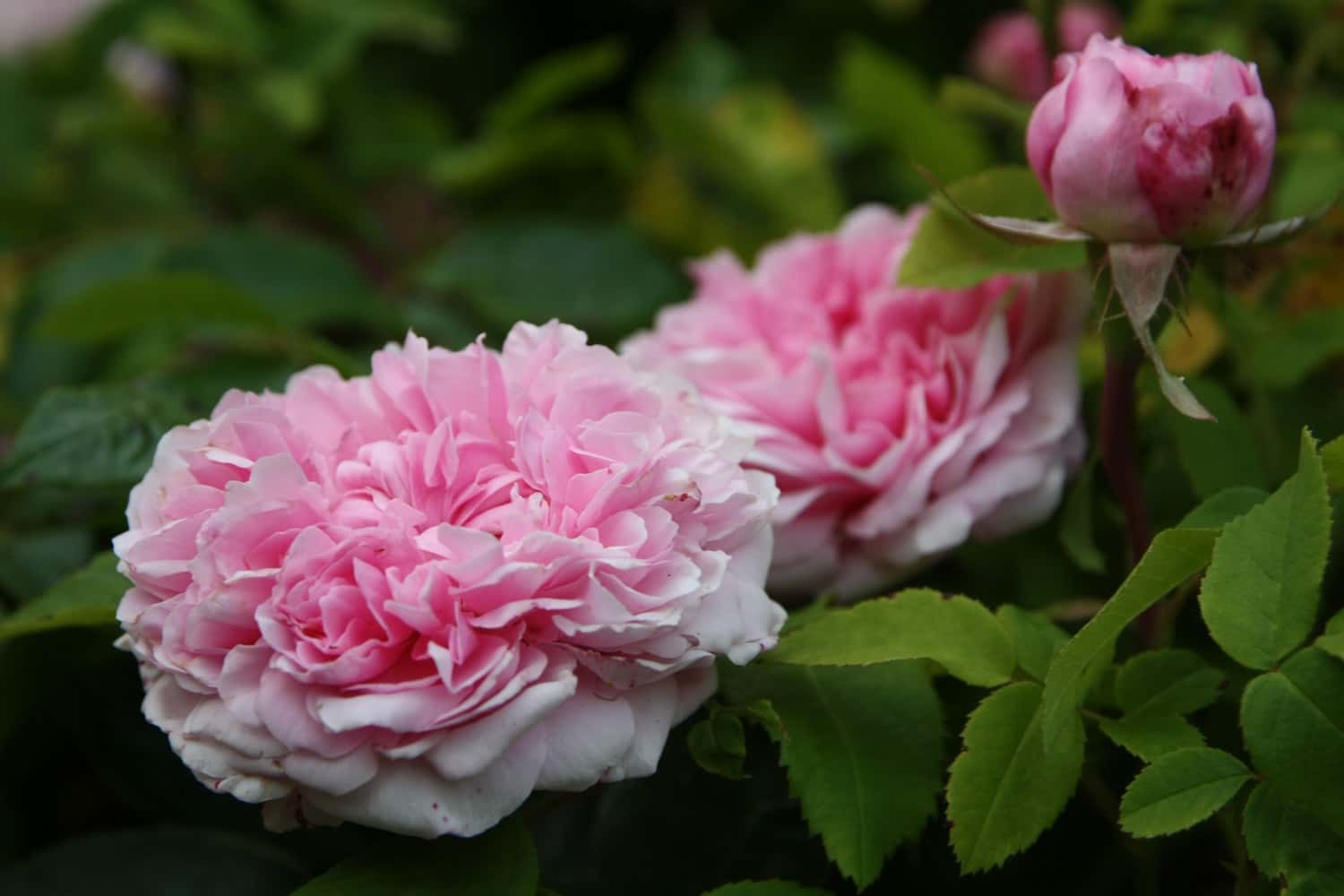 Propagate roses: when and how?