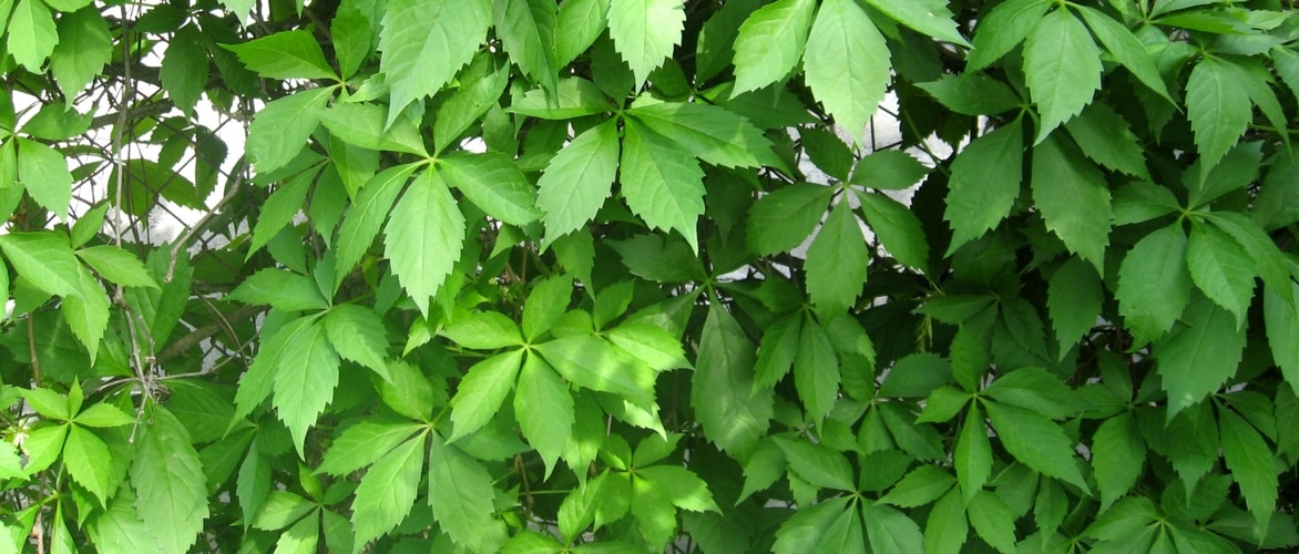 Different virgin vines or ornamental vines