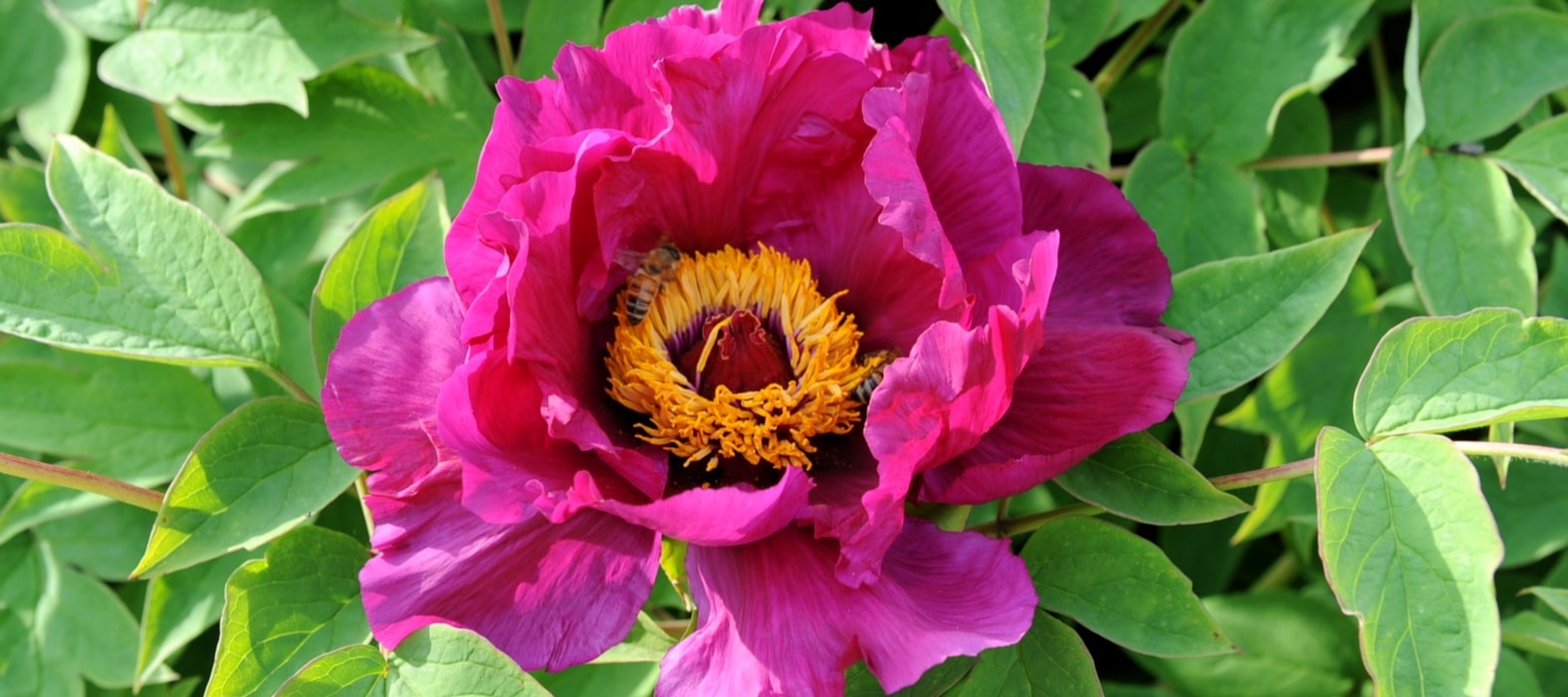 Tree Peony