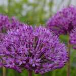Planting alliums