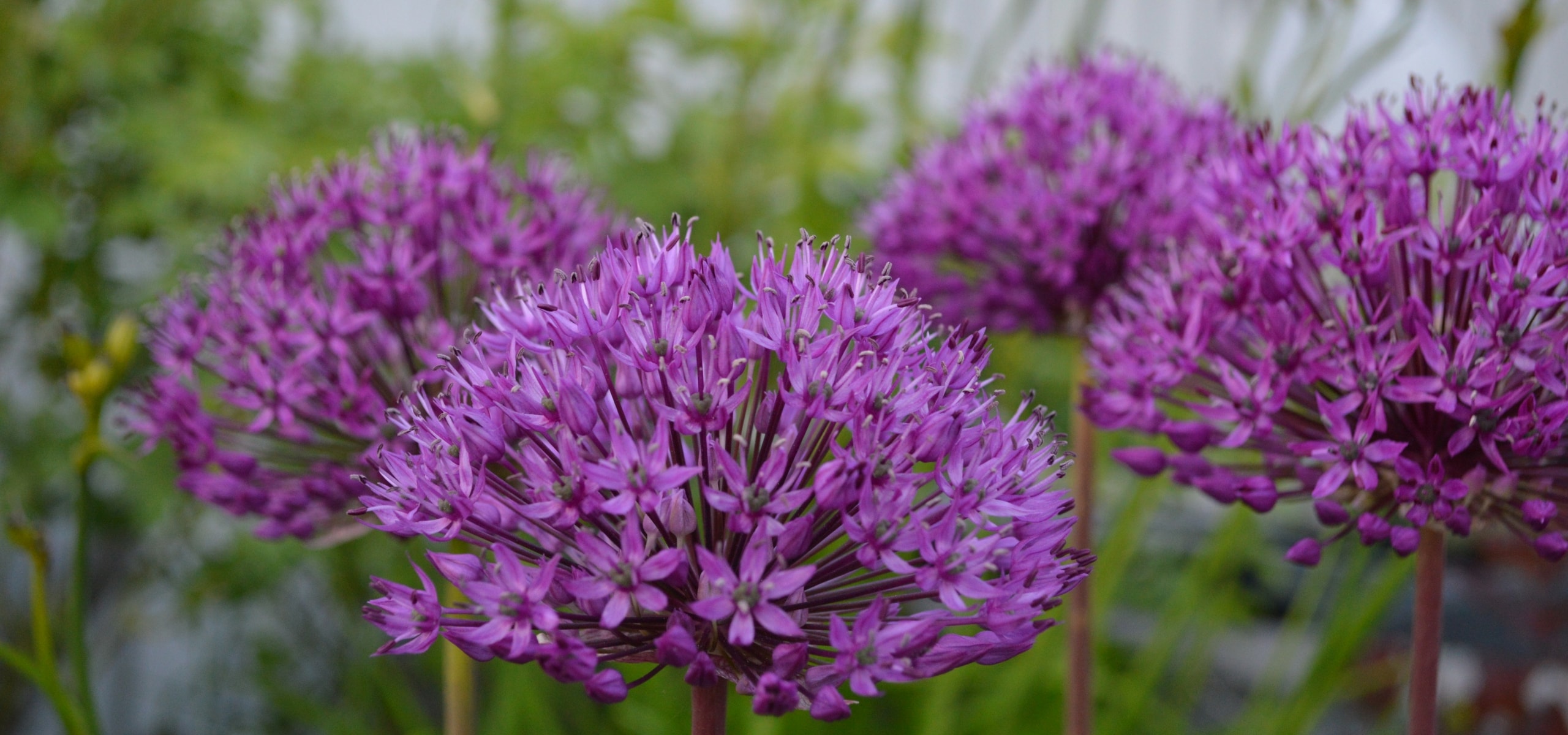 Planting alliums