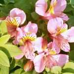 Planting Alstroemerias