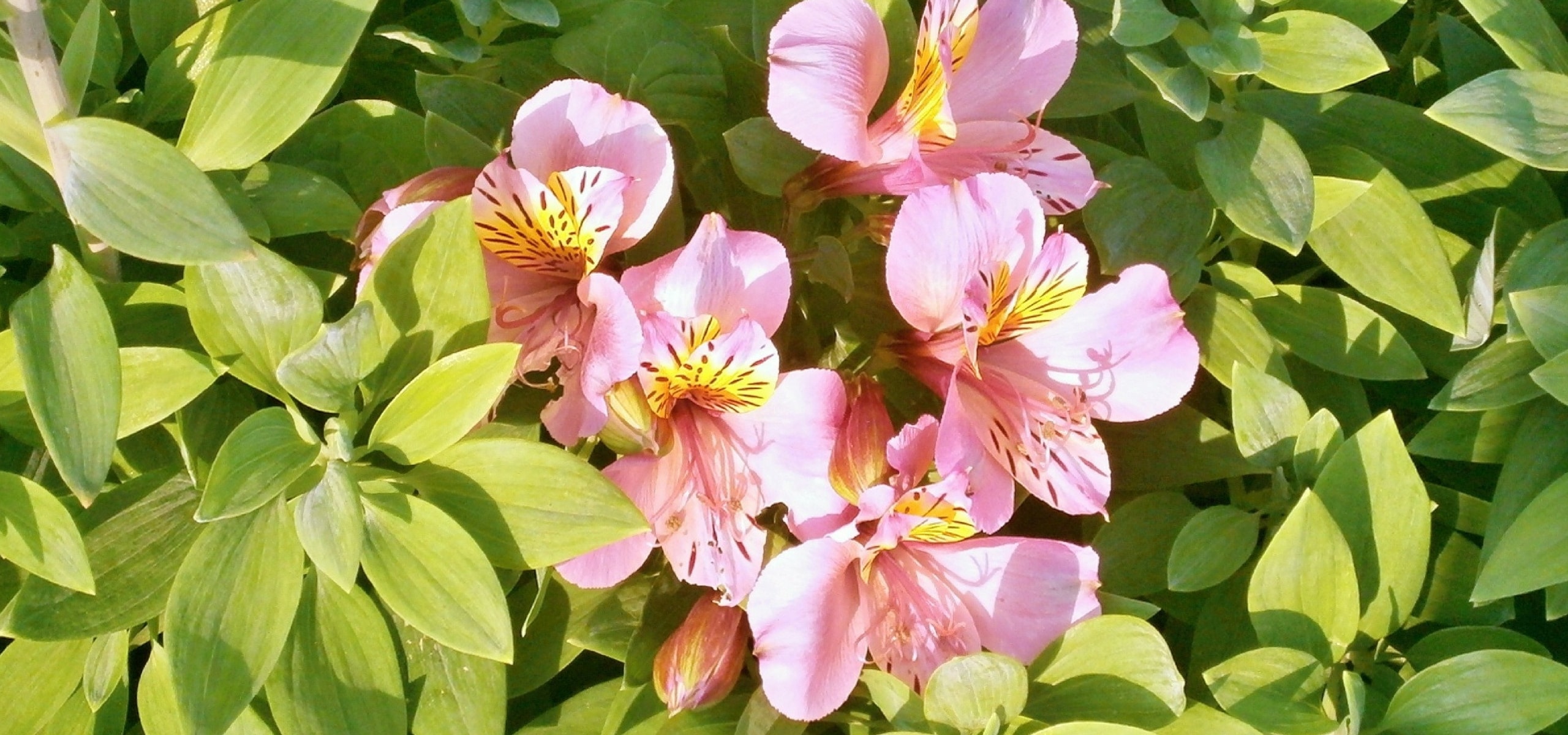 Planting Alstroemerias