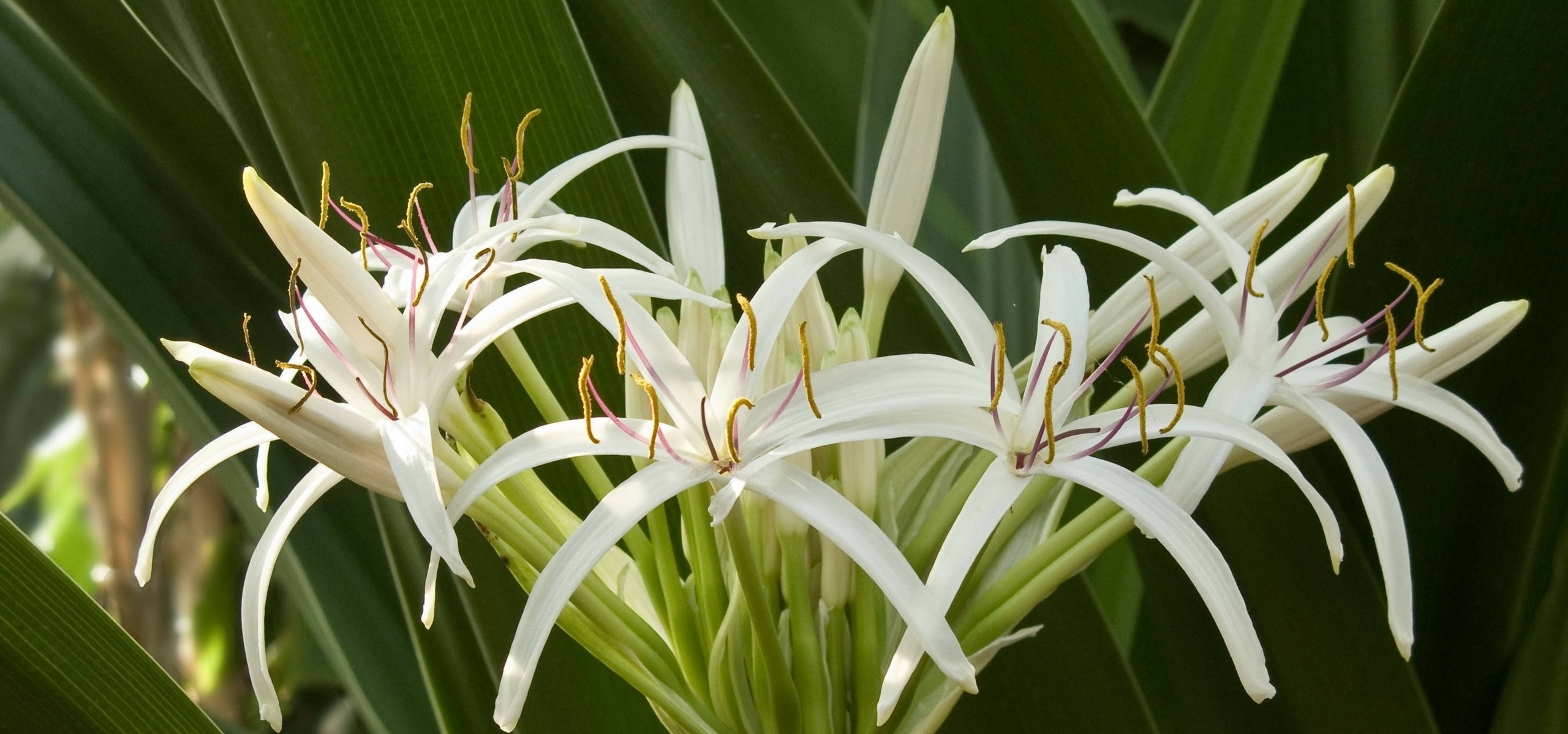 Planting rare and hardy bulbs