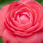 Camellias: these plants that bloom in winter