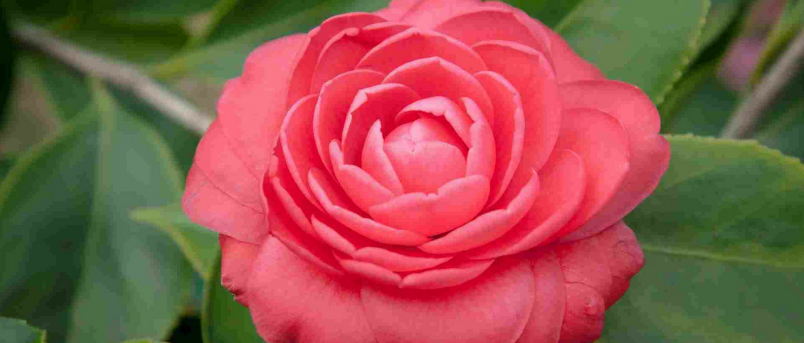 Camellias: these plants that bloom in winter