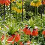 Fritillaries: how to plant and care for them