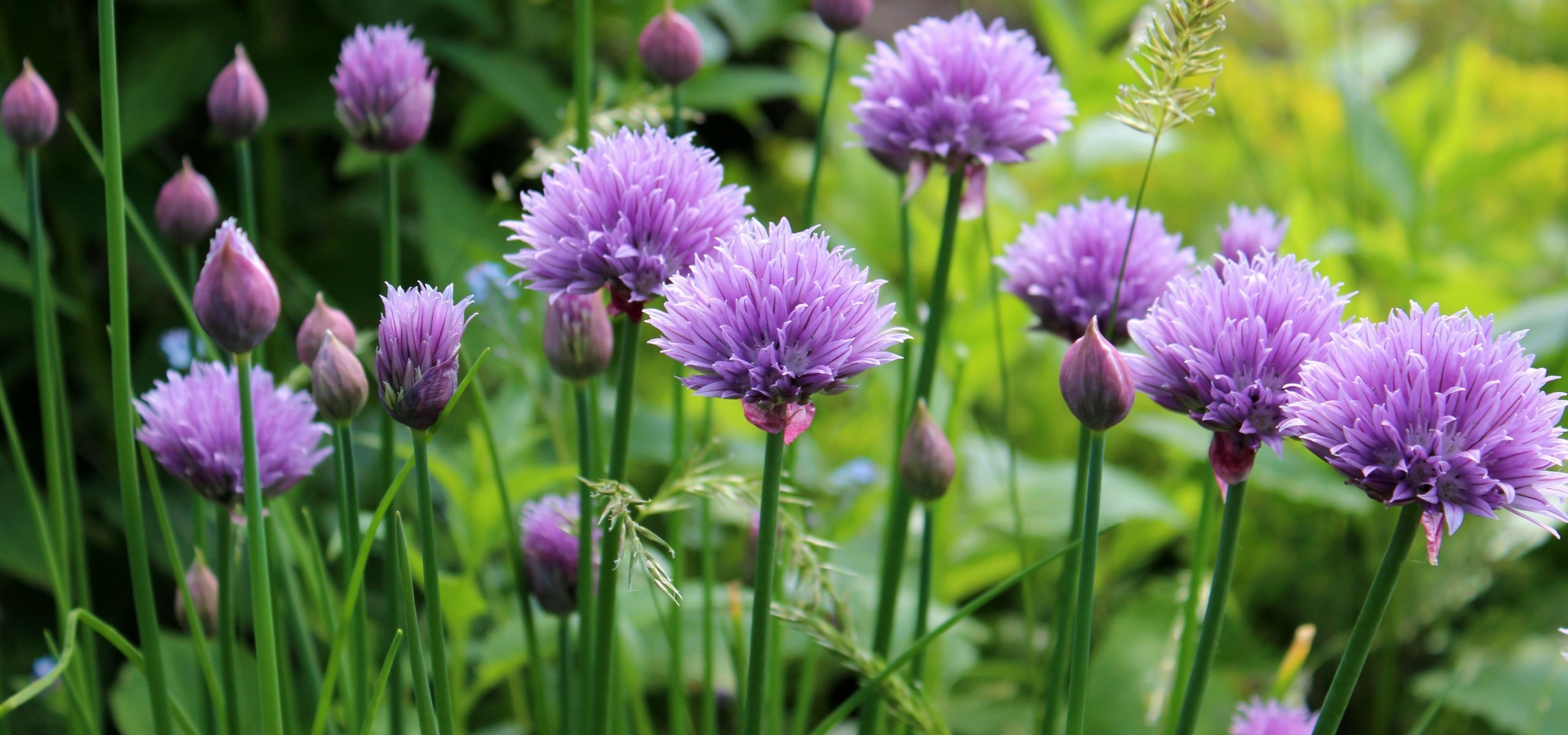 Succeed in multiplying your chives