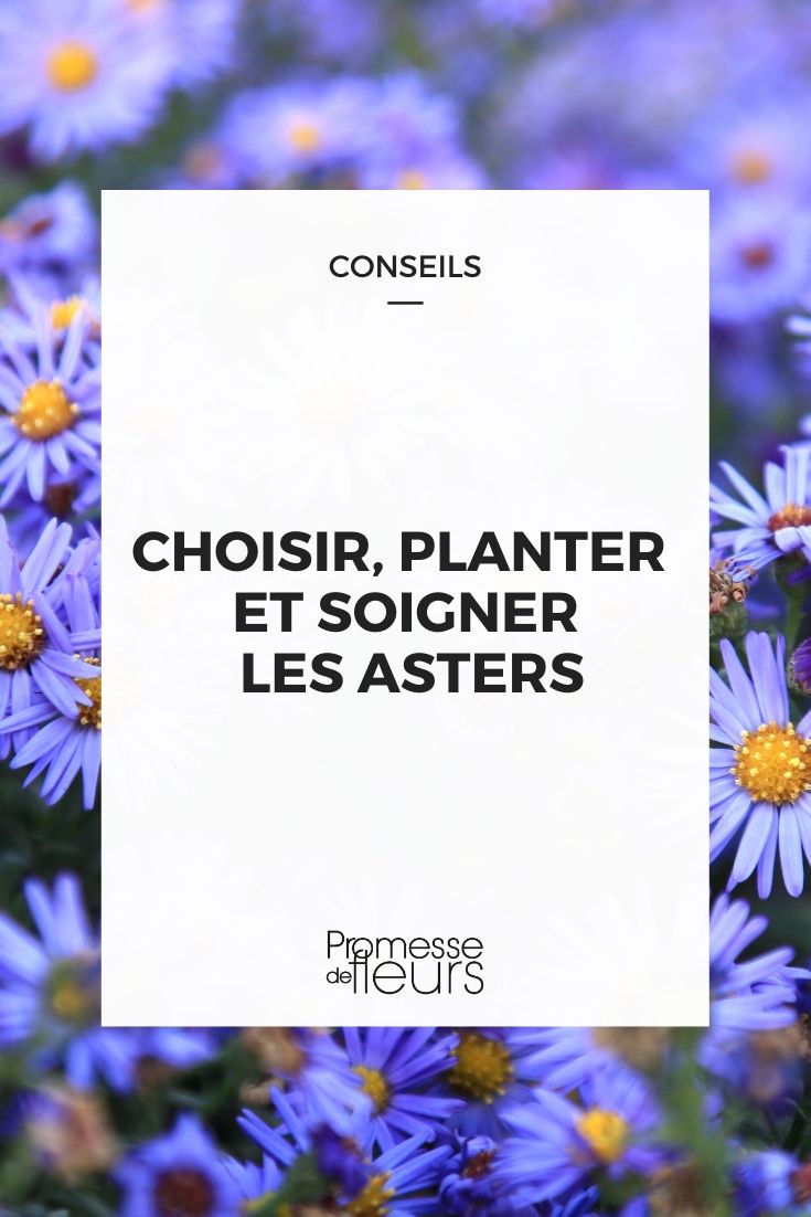 Succeeding with Asters