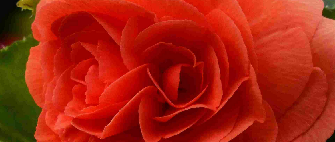 Wintering of tuberous begonia